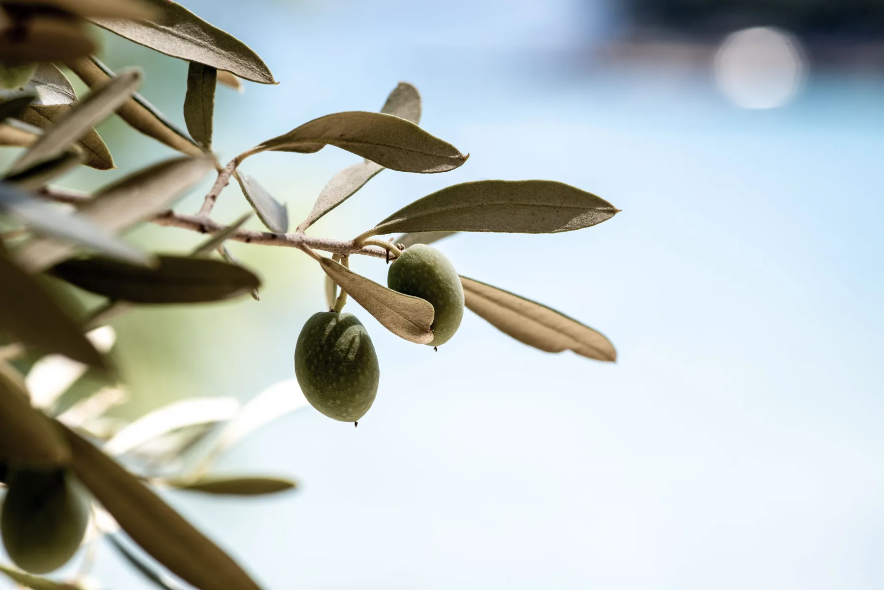Olive branches in sunlight